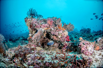 Naklejka na ściany i meble Beautiful, colorful, and healthy coral reef underwater from tropical Indonesia