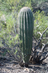 Fototapeta na wymiar Young Saguaro Cactus