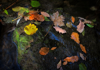 Wet Autumn leaves on a rock in a river in South Wales, UK