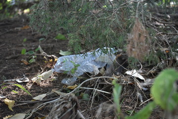Trash caught in tree