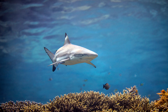 Beautiful Black Tip Reef Shark From Indonesia