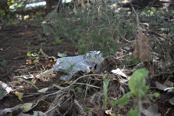 Trash caught in tree