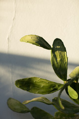 Cactus against white wall