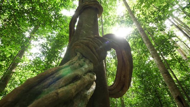 Beautiful slow motion close up on a liana around a tree in amazonian forest. Guiana sunny day