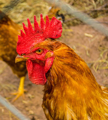 Portrait of one cock among grids