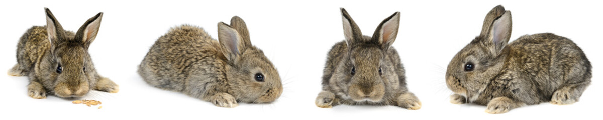Collection young rabbit with different camera angles isolated on white