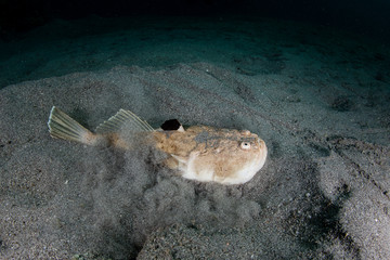 Blackfin Stargazer Wiggling Into Sandy Seafloor in Komodo National Park