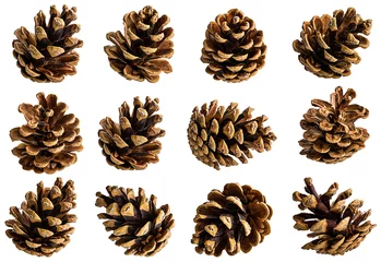 Foto auf Alu-Dibond Brown pine cone on white background with clipping pass © Ekaterina