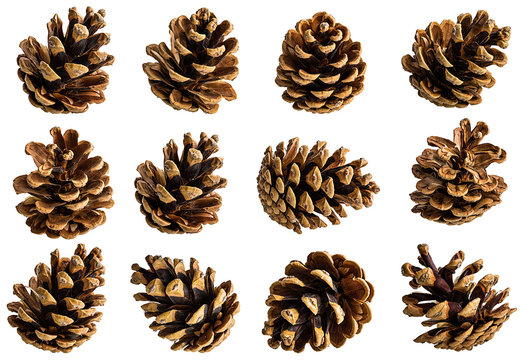 Brown pine cone on white background with clipping pass