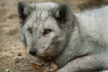 Fototapeta premium Little polar fox 