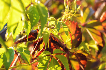 Red and yellow leaves of wild grapes. Beautiful natural autumn background.