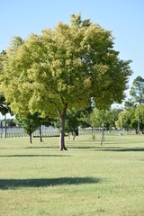 trees in the park