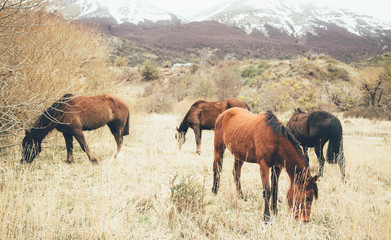 Wild horses in Patagonia Chile Argentina 