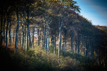 Herbstgef&uuml;hle in K&uuml;hlungsborn