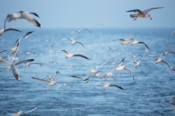 many gulls flying above the sea