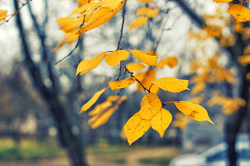 Naklejka na ściany i meble Yellow last leaves on the branches of a tree Linden in autumn