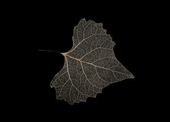 The veins of a cottonwood leaf make a lacy pattern against a black background.
