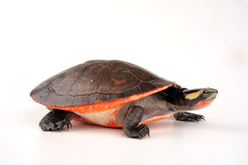 Obraz premium Rotbauch-Spitzkopfschildkröte (Emydura subglobosa) - żółw czerwonobrzuchy