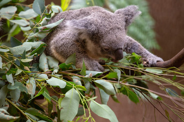 Grey Australian Koala