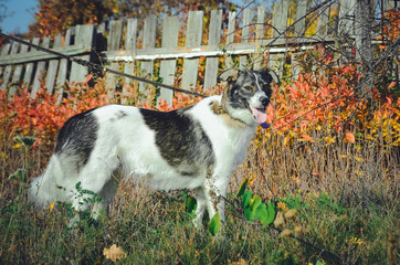 Cute large shaggy pariah-dog white with black spots.