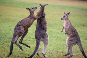 Eastern Grey Cangaroo © Roberto Vivancos
