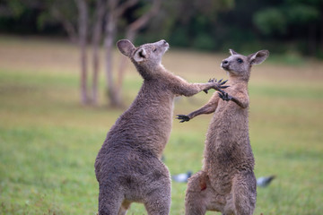 Eastern Grey Cangaroo © Roberto Vivancos
