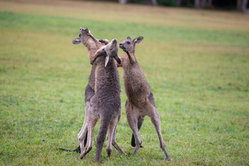 Eastern Grey Cangaroo © Roberto Vivancos