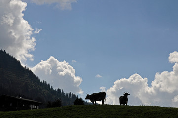 k&uuml;he auf der weide im kleinwalsertal