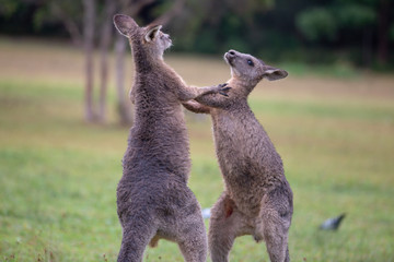 Eastern Grey Cangaroo © Roberto Vivancos