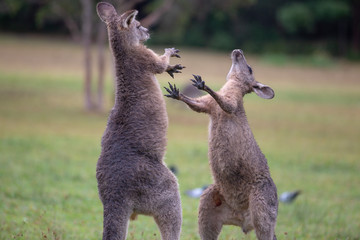 Eastern Grey Cangaroo © Roberto Vivancos