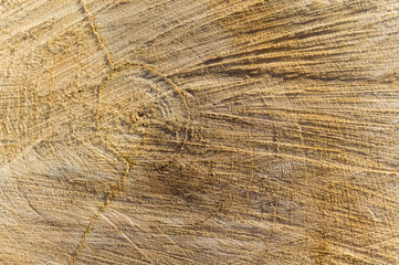 Texture - lines and circles on the cut of the tree.