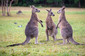Eastern Grey Cangaroo © Roberto Vivancos
