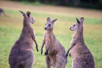 Eastern Grey Cangaroo