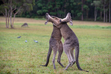 Eastern Grey Cangaroos Fighting © Roberto Vivancos
