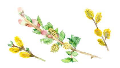 Watercolor willow branches on white background for beautiful design, willow for Easter © Natalia