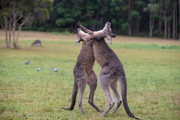 Eastern Grey Cangaroos Fighting © Roberto Vivancos