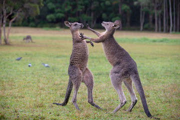 Eastern Grey Cangaroos Fighting © Roberto Vivancos