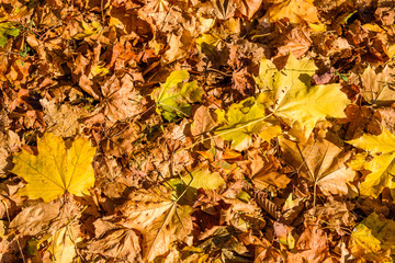 Background of yellow fallen maple leaves