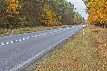 Asfaltowa droga przez jesienny las.