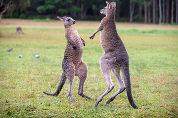 Eastern Grey Cangaroos Fighting © Roberto Vivancos