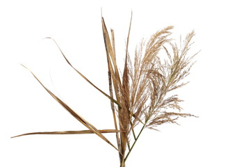 Fototapeta premium Dry common bulrush reeds isolated on white background, clipping path