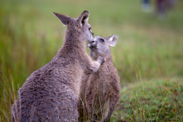 Eastern Grey Cangaroo Kissing © Roberto Vivancos