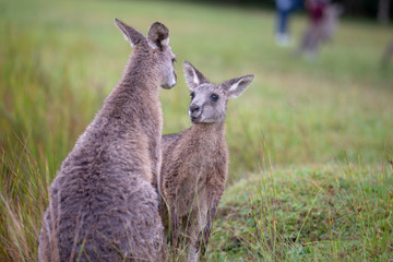 Eastern Grey Cangaroo