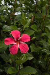 Hibiscus rosa-sinensis