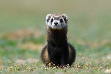 The steppe polecat or masked polecat in natural habitat (Mustela eversmanii)