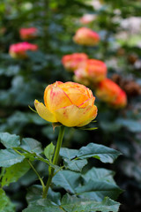yellow roses in the garden
