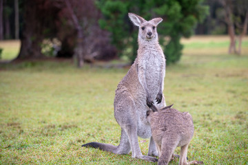 Naklejka na ściany i meble Australian Grey Kangaroo