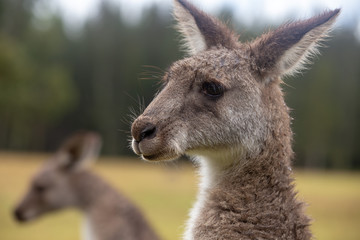Eastern Grey Cangaroo