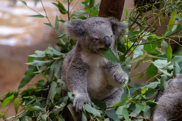 Grey Australian Koala