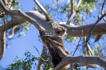 Grey Australian Koala